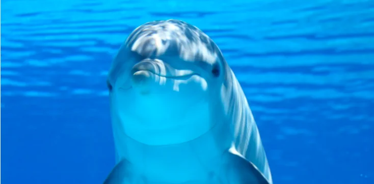 Arriva il delfino robot per i parchi